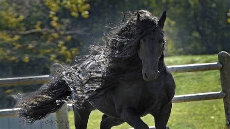 mejores caballos en el mundo.